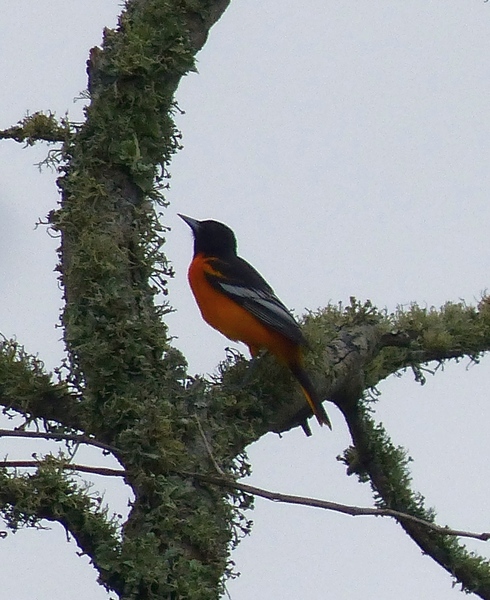 Baltimore Oriole